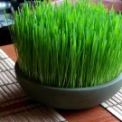 کاشت سریع سبزه عید