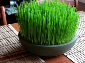 کاشت سریع سبزه عید