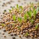 بهترین دانه‌ ها برای سبزه عید