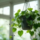 پشه‌ زدگی گل‌ ها