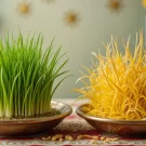 چرا سبزه عید زرد میشه؟ مقایسه‌ی کنارهم دو سبزه‌ی عید؛ یکی سبز و شاداب، دیگری زرد و پژمرده.