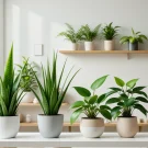 معرفی گیاهان آپارتمانی تصفیه‌کننده هوا
